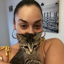 Lolly's Pet Sitting - Kittenssssss. This is one of seven I took care of this week! Sooo freggin cute!