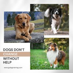 JP Dog Training