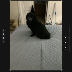 All Star Pet Grooming - My wonderful dog Tre