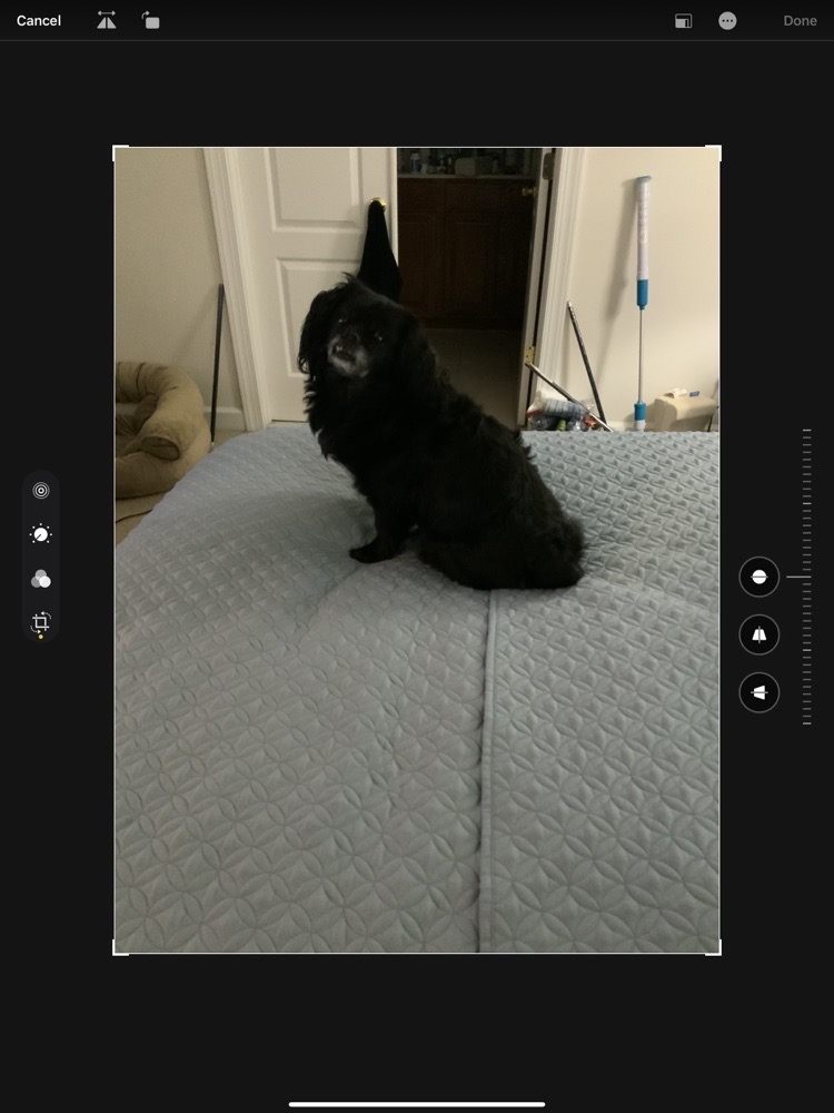 ALL STAR PET GROOMING Updated August 2024 11 Reviews 17710 Indian Head Hwy, Accokeek