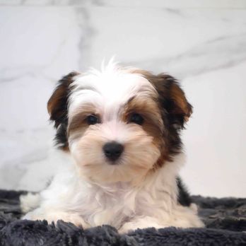 Dog Club - Yorkshire biewer - Pet Stores Near Me - Paris, 75 Dog Club - Yorkshire biewer - Pet Stores Near Me - Paris, 75