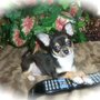 Photo of Tiffany Chihuahuas