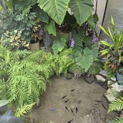 A Heavenly Garden - Pond at entrance