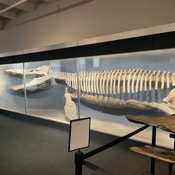 Harvard Museum of Natural History - Dinosaur