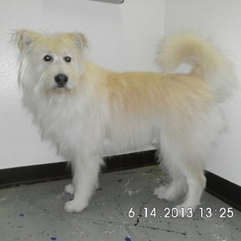 Bluebonnet Grooming - Bones After - Pet Groomers Near Me - San Antonio, Texas