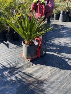 Golden Gate Palms by null