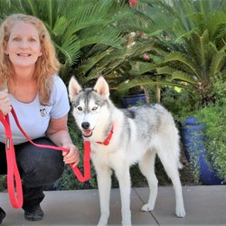 Bark Busters Home Dog Training