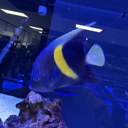 Saltwater Angelfish