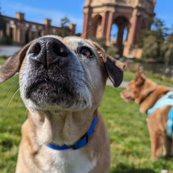 Pups and Play SF - Palace of Fine Arts outing - Dog Walkers Near Me Pups and Play SF - Palace of Fine Arts outing - Dog Walkers Near Me