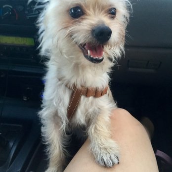 Petco - A picture of my dog Pupppy (because why not). He loves pig ears. - Pet Stores Near Me - Montebello, California