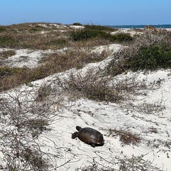 Little Talbot Island State Park - Gopher Tortoise - Beaches Near Me - Jacksonville, Florida Little Talbot Island State Park - Gopher Tortoise - Beaches Near Me - Jacksonville, Florida