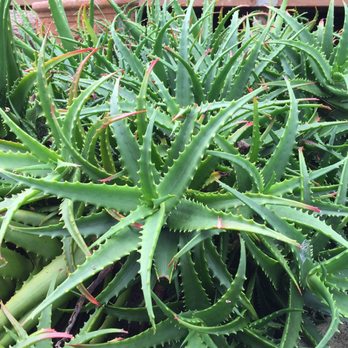 Ali'i Kula Lavender - I'm pretty sure this is Aloe - Tours Near Me - Kula, Hawaii