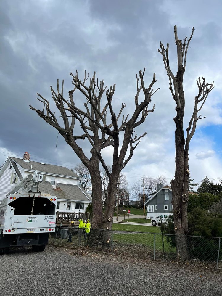 Navarrete’s Bros Tree Experts - tree service in Norristown, PA
