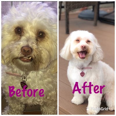 phone number for groomingdales