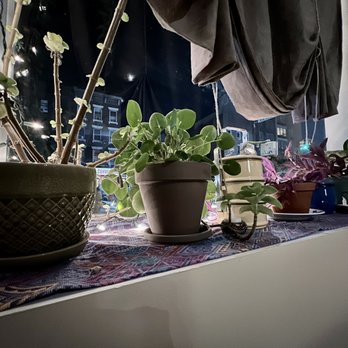 Little Tiffin - potted plants on a window sill - Thai Near Me - Brooklyn, New York Little Tiffin - potted plants on a window sill - Thai Near Me - Brooklyn, New York