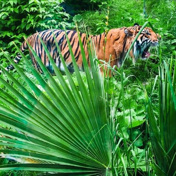 ZSL London Zoo - See the Tigers at the Zoo #YelpLondonRainbow #Green - Zoos Near Me - London, XGL ZSL London Zoo - See the Tigers at the Zoo #YelpLondonRainbow #Green - Zoos Near Me - London, XGL