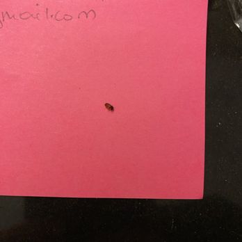 Holiday Inn Express & Suites Norman - Dead bed bug. - Venues & Event Spaces Near Me - Norman, Oklahoma Holiday Inn Express & Suites Norman - Dead bed bug. - Venues & Event Spaces Near Me - Norman, Oklahoma