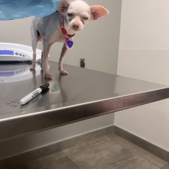 VEG ER for Pets - Chloe getting the love and help she needs. - Emergency Pet Hospital Near Me - Chicago, Illinois VEG ER for Pets - Chloe getting the love and help she needs. - Emergency Pet Hospital Near Me - Chicago, Illinois