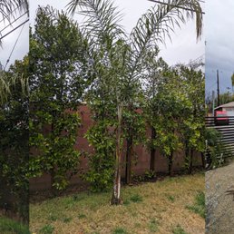 These are the three big trees that were removed.