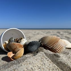 Atlantic Beach Boardwalk - Lots of good shell collecting!
