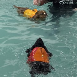K9 Aquatic Center - Best place ever