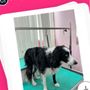 Photo of Pampered Paws