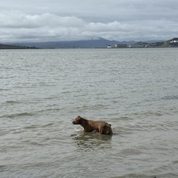 A dip in the bay A dip in the bay