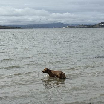 Point Isabel Regional Shoreline - A dip in the bay - Dog Parks Near Me - Richmond, California Point Isabel Regional Shoreline - A dip in the bay - Dog Parks Near Me - Richmond, California