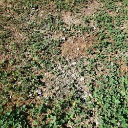 Jay's Lawn & Landscape - Cement on my lawn