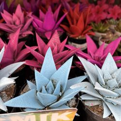 Lowe's Home Improvement - Dyed succulents