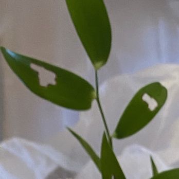 silksNmore floral design - Greens had insect activity - Florists Near Me silksNmore floral design - Greens had insect activity - Florists Near Me