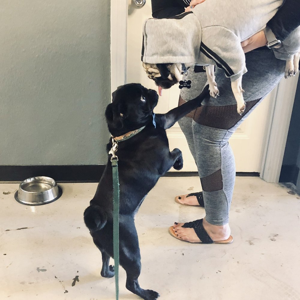 Chai Coffee Co - Bingo giving chai some kisses - Coffee & Tea Near Me - Yucaipa, California