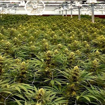 Mountain Source Dispensary - Santa Ysabel Botanical Facility operator crops - Cannabis Dispensaries Near Me - Santa Ysabel, California