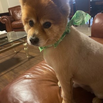 Bark'n Beauties Pet Grooming - You can see the thick line of his leg from the blade. His face looks adorable though. - Pet Groomers Near Me - Modesto, California