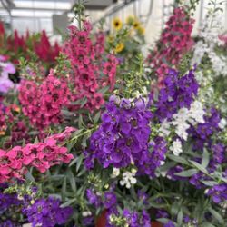Snell's Greenhouses - Annuals