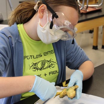 Apostles Lutheran School - Frog dissection - Elementary Schools Near Me - San Jose, California Apostles Lutheran School - Frog dissection - Elementary Schools Near Me - San Jose, California