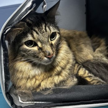 Rivers Veterinary Urgent Care - Veterinarians Near Me - Pittsburgh, Pennsylvania