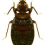 Photo of Arch Pest Services