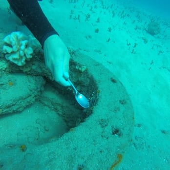 Sammy Scuba Diving - Sammy showing us some cool, tiny marine life. - Scuba Diving Near Me - Lahaina, Hawaii Sammy Scuba Diving - Sammy showing us some cool, tiny marine life. - Scuba Diving Near Me - Lahaina, Hawaii