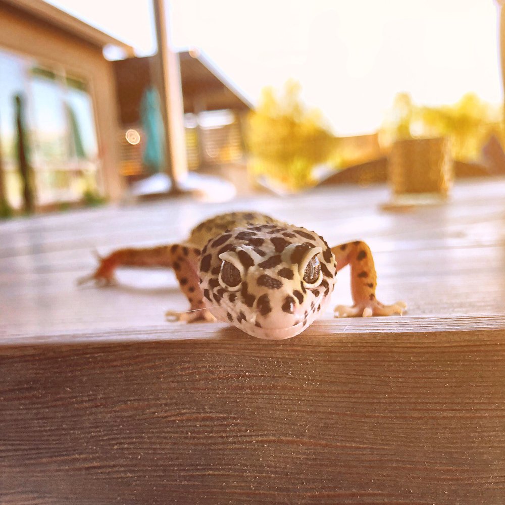 AE Herps & Exotics - Leopard Gecko - Reptile Shops Near Me - Phoenix, Arizona