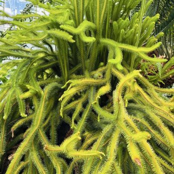 United States Botanic Garden - Plant - Botanical Gardens Near Me - Washington, DC, District of Columbia United States Botanic Garden - Plant - Botanical Gardens Near Me - Washington, DC, District of Columbia
