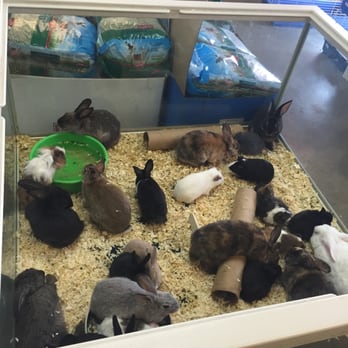 Pratt's Pets - Glendale - Awful sized cages, over populated. - Pet Stores Near Me - Glendale, Arizona Pratt's Pets - Glendale - Awful sized cages, over populated. - Pet Stores Near Me - Glendale, Arizona