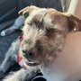 Photo of Dogtopia