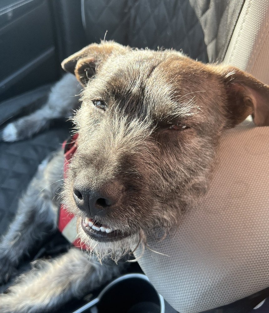 Dogtopia - pet boarding facility in Richmond, VA