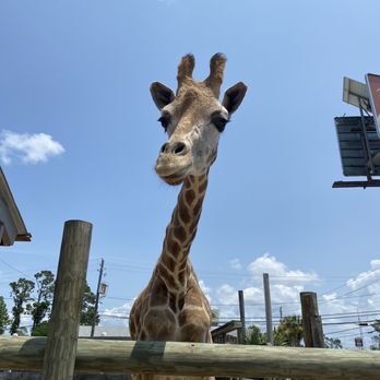 Zoo World - Zoos Near Me - Panama City Beach, Florida Zoo World - Zoos Near Me - Panama City Beach, Florida
