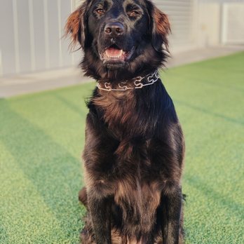 K911! - Pet Training Near Me K911! - Pet Training Near Me