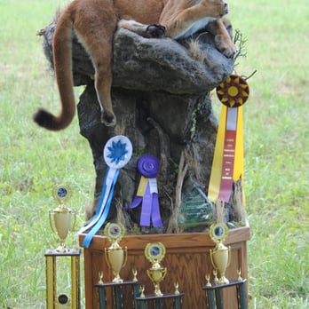 Fegan's Taxidermy - Award winning Quality! - Taxidermy Near Me - Edgewater, Maryland Fegan's Taxidermy - Award winning Quality! - Taxidermy Near Me - Edgewater, Maryland