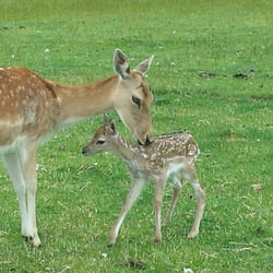 Dusky Ridges - Our very special  Phoebe with her newborn