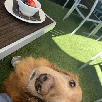 Hash Kitchen - A bowl of fruit for the pup! - Breakfast & Brunch Near Me - Scottsdale, Arizona Hash Kitchen - A bowl of fruit for the pup! - Breakfast & Brunch Near Me - Scottsdale, Arizona