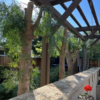Greenwood Tree Service - Major cut! They will quickly grow but more manageable for us to take care of as they grow! - Tree Services Near Me - Sacramento, California Greenwood Tree Service - Major cut! They will quickly grow but more manageable for us to take care of as they grow! - Tree Services Near Me - Sacramento, California